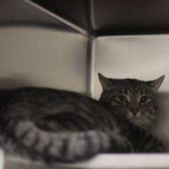 Shadow -  Domestic Short Hair and Mixed Breed Cat for Adoption in Philadelphia, Pennsylvania - Shadow | PetCurious