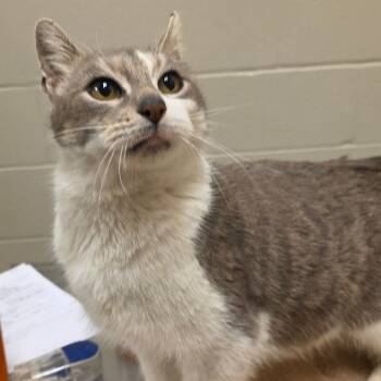 Domestic Short Hair Cats Available for Adoption in Bristol, Indiana - Trinket | PetCurious