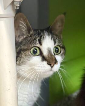 Sunseeker -  Domestic Short Hair Cat for Adoption in Jackson, Michigan - Sunseeker | PetCurious