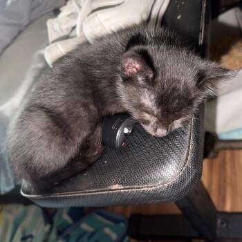 Dario Franchitti -  Domestic Short Hair Cat for Adoption in Westminster, California - Dario Franchitti | PetCurious