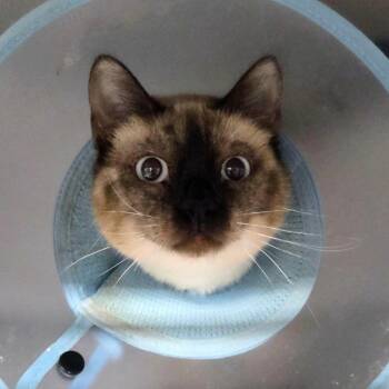 Fresco -  Siamese Cat for Adoption in Sheridan, Wyoming - Fresco | PetCurious