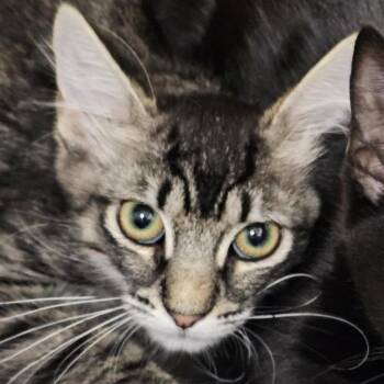 Pepper -  Domestic Medium Hair Cat for Adoption in Tempe, Arizona - Pepper | PetCurious