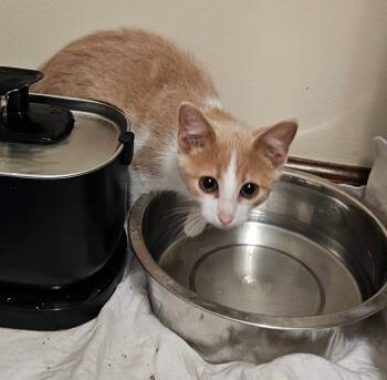 Rescue Domestic Short Hair Cats for Adoption in Fishers, Indiana - Mouse | PetCurious