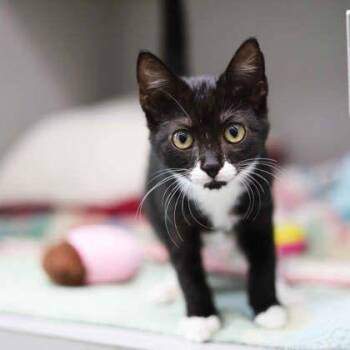 Umbreon -  Domestic Short Hair Cat for Adoption in Atlanta, Georgia - Umbreon | PetCurious
