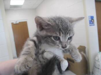 A384815 -  Domestic Short Hair Cat for Adoption in Ocala, Florida - A384815 | PetCurious