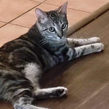 Zita -  Domestic Short Hair Cat for Adoption in Bulverde, Texas - Zita | PetCurious