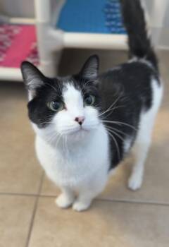 Domestic Short Hair Cats Available for Adoption in Bemidji, Minnesota - Biscuit | PetCurious
