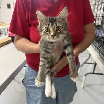 Earcraft Takeover -  Tabby Cat for Adoption in Las Vegas, Nevada - Earcraft Takeover | PetCurious