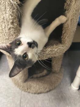Domestic Short Hair Cats Available for Adoption in Parlier, California - Pikachu | PetCurious