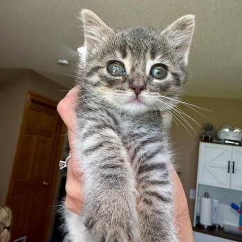Mallory C11856 -  Domestic Short Hair Cat for Adoption - Mallory C11856 | PetCurious