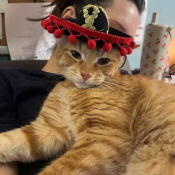 Dimu -  Domestic Short Hair Cat for Adoption in Baltimore, Maryland - Dimu | PetCurious
