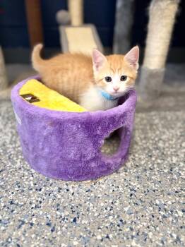 Domestic Short Hair Cats Available for Adoption in Athens, Alabama - LEO | PetCurious
