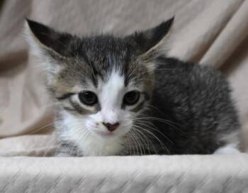 Pawtato -  Domestic Short Hair Cat for Adoption in Thief River Falls, Minnesota - Pawtato | PetCurious