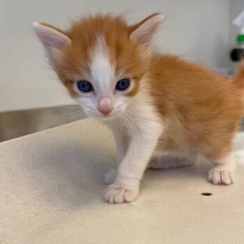 Stewie (26-3S-2) -  Domestic Short Hair Cat for Adoption in Rifle, Colorado - Stewie (26-3S-2) | PetCurious