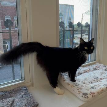 Betty -  Domestic Short Hair Cat for Adoption in Monroe, North Carolina - Betty | PetCurious