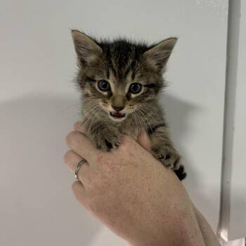 Domestic Short Hair Cats Available for Adoption in Cabot, Arkansas - Brisket | PetCurious