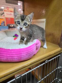 Ivy -  Domestic Short Hair Cat for Adoption in Town 