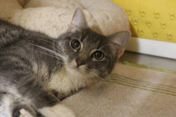 Domestic Short Hair Cats Available for Adoption in Kansas City, Missouri - Tanya | PetCurious