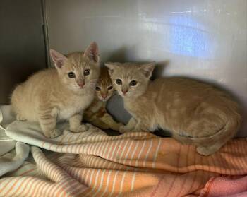 Domestic Short Hair Cats Available for Adoption in Santa Cruz, California - HONEYNUT* | PetCurious