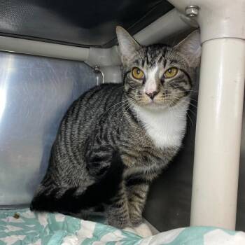 Beau -  Domestic Short Hair Cat for Adoption in Roanoke, Virginia - Beau | PetCurious