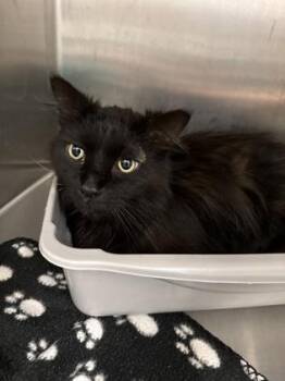 Vader -  Domestic Medium Hair and Domestic Short Hair Cat for Adoption in Lafayette, Indiana - Vader | PetCurious
