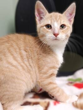 Rescue Domestic Short Hair Cats for Adoption in Belmont, New York - Lewey | PetCurious