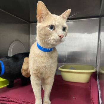 Murray -  Domestic Short Hair Cat for Adoption in Ardmore, Oklahoma - Murray | PetCurious