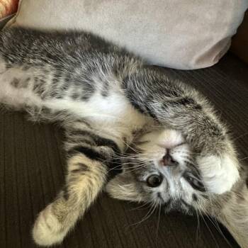 Zuzu -  Domestic Short Hair Cat for Adoption in Spokane, Washington - Zuzu | PetCurious