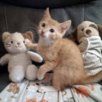 Jenga -  Domestic Short Hair Cat for Adoption in Parkersburg, West Virginia - Jenga | PetCurious