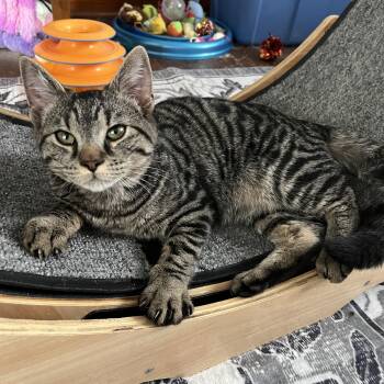 Domestic Short Hair Cats Available for Adoption in Massillon, Ohio - Tommy | PetCurious