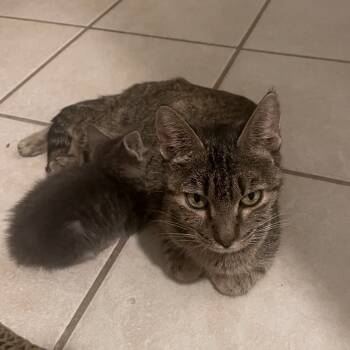 Rescue Domestic Short Hair Cats for Adoption in Brownsboro, Alabama - Poppy | PetCurious