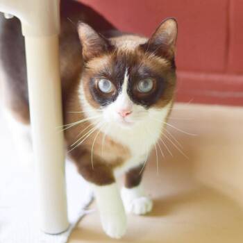 Domestic Short Hair and Siamese Cats Available for Adoption in Kailua-kona, Hawaii - Bandit | PetCurious