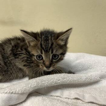 Venus -  Domestic Short Hair Cat for Adoption in Pasadena, California - Venus | PetCurious