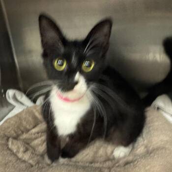 Fancyville -  Domestic Medium Hair Cat for Adoption in Los Angeles, California - Fancyville | PetCurious