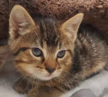 Roldan -  Domestic Short Hair Cat for Adoption in Kansas City, Missouri - Roldan | PetCurious