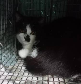 4 kitties - Sadie (Midnight,Miss Tom,Miss Tabby) EXTREMELY URGEN -  Domestic Short Hair Cat Available for Adoption in Cookeville, Tennessee - 4 Kitties - Sadie (Midnight,Miss Tom,Miss Tabby) EXTREMELY URGEN | PetCurious