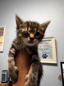 McFlurry -  Domestic Short Hair Cat for Adoption in Chamblee, Georgia - McFlurry | PetCurious