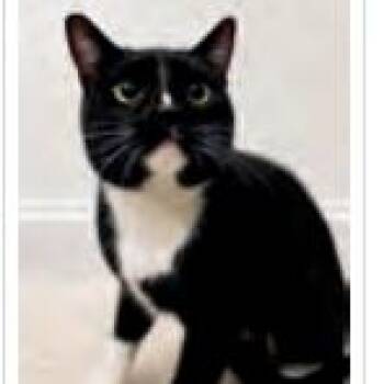 Baloo -  Domestic Short Hair Cat for Adoption in Pasadena, California - Baloo | PetCurious