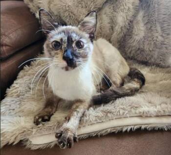 Rescue Siamese Cats for Adoption in Bentonville, Arkansas - Noodles | PetCurious