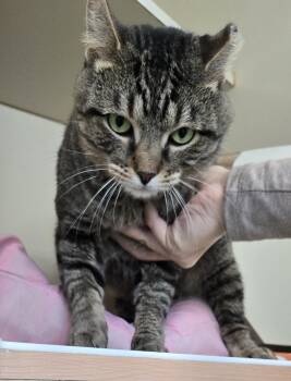 Gumball -  Domestic Short Hair Cat for Adoption in Mokena, Illinois - Gumball | PetCurious