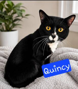 Quincy -  Domestic Short Hair Cat for Adoption in Jim Thorpe, Pennsylvania - Quincy | PetCurious