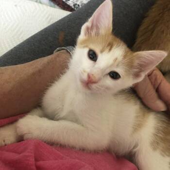 Nash -  Domestic Short Hair Cat for Adoption in Prescott, Arizona - Nash | PetCurious