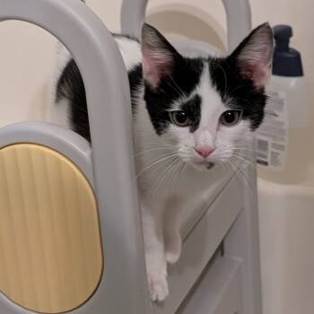 Rescue Domestic Medium Hair Cats for Adoption in Garden Grove, California - Buffy | PetCurious