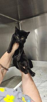 Twine -  Domestic Short Hair Cat for Adoption in Athens, Tennessee - Twine | PetCurious