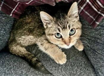 Rescue Domestic Short Hair Cats for Adoption in Riverside, California - Pacifica | PetCurious