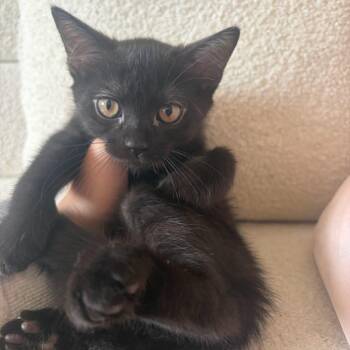 Ohren -  Domestic Short Hair Cat for Adoption in Rochester, Minnesota - Ohren | PetCurious