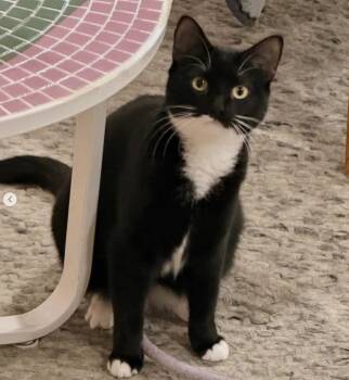 Nova -  Domestic Short Hair Cat for Adoption in Alexandria, Virginia - Nova | PetCurious