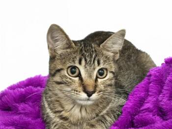 VIVU -  Domestic Short Hair Cat for Adoption in Fort Lauderdale, Florida - VIVU | PetCurious