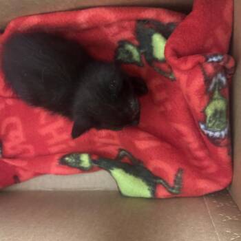 Rick -  Domestic Short Hair Cat for Adoption in Philadelphia, Pennsylvania - Rick | PetCurious