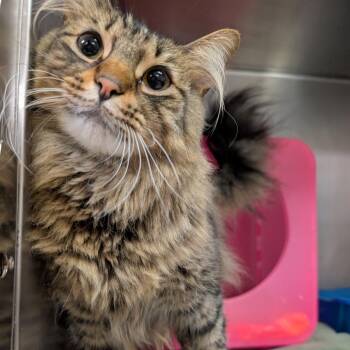 Wallace -  Domestic Long Hair Cat for Adoption in Titusville, Florida - Wallace | PetCurious
